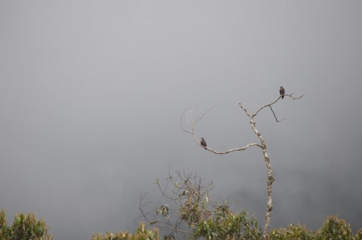 Bronze-winged Parrots at Maquipucuna